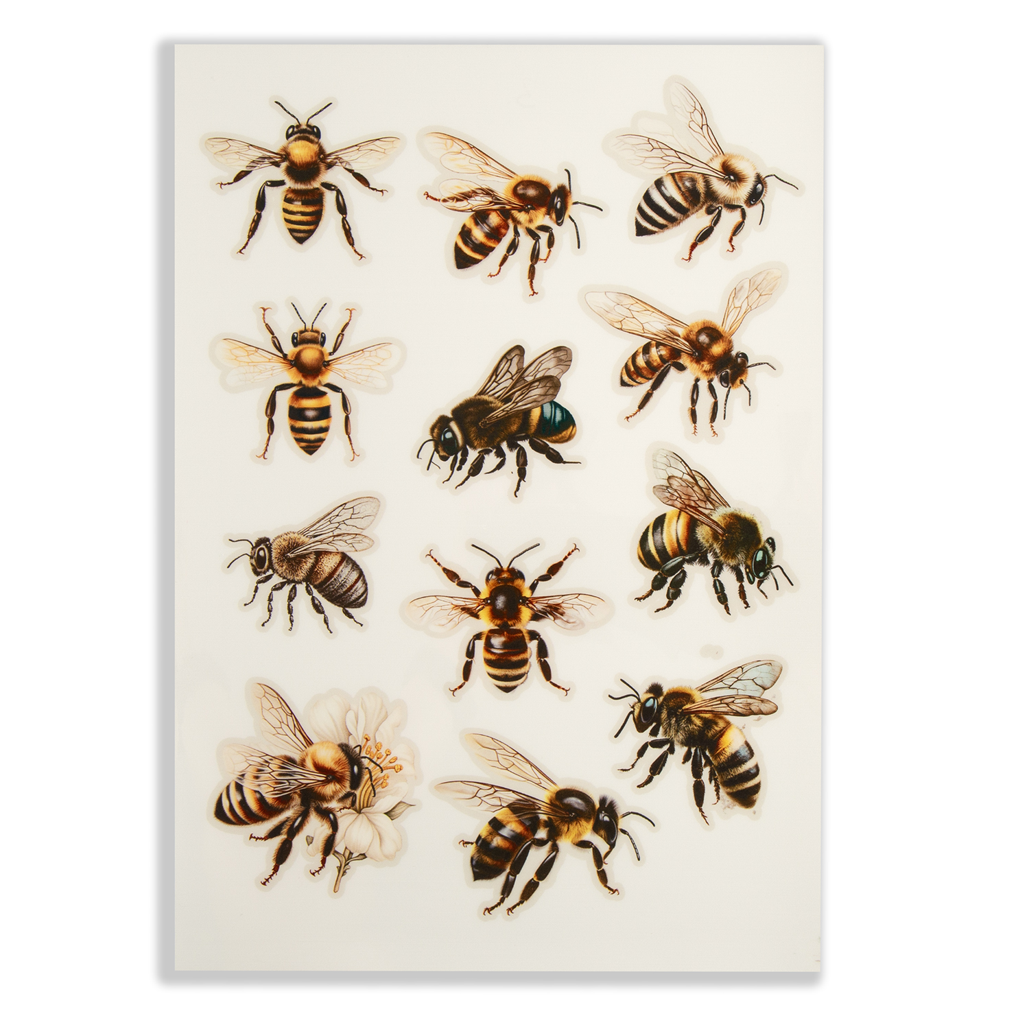 Emlems 4 x Busy Bee A4 Transparent Sticker Sheets - Choose 4  - Design 3 