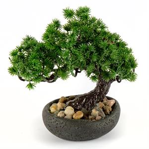 Forever Flowerz Pine Bonsai Tree  - 232479